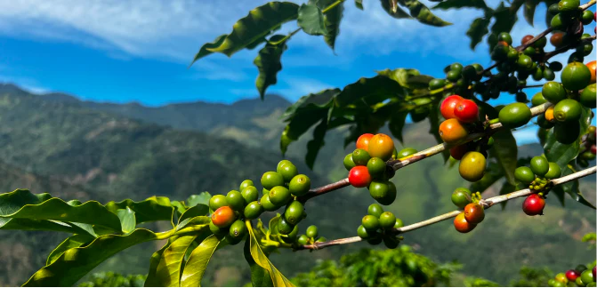 Guatemala - Image 3
